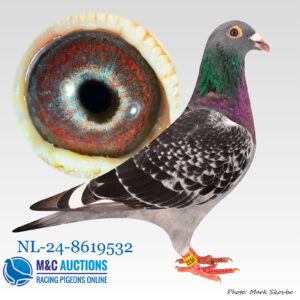 NL-24-8619532