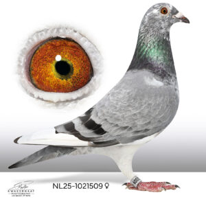 NL-25-1021509