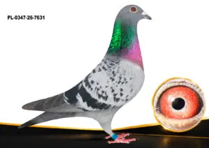 PL-0347-26-7631