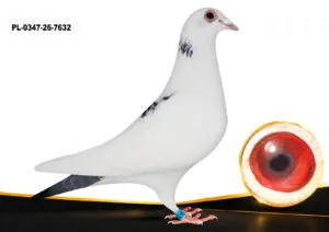 PL-0347-26-7632