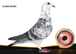 PL-0347-26-7657