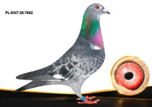 PL-0347-26-7662