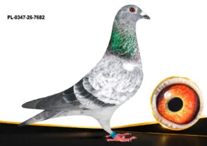 PL-0347-26-7682
