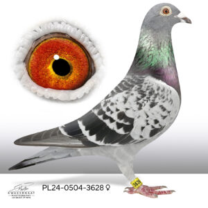 PL-0504-24-3628